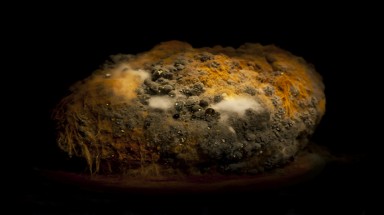 Vẻ đẹp của thức ăn khi... mốc