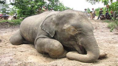  Khó bảo tồn thú quý vì thiếu tiền