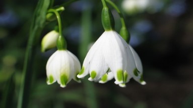 Vẻ đẹp "tinh khiết" của hoa snowdrop