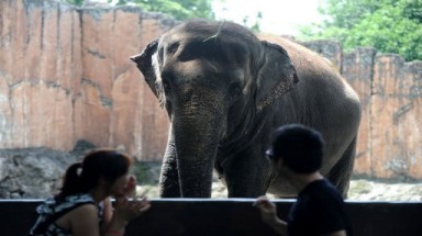 Chú voi già nổi tiếng như một ngôi sao giải trí