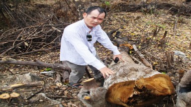 Bình Định: “Cạo trọc” rừng đầu nguồn để trồng rừng thay thế (?!)