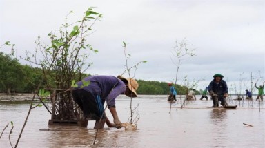 Dân góp cây trồng rừng