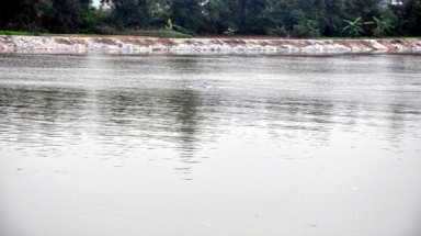  Cá heo bơi lạc vào sông Trà Lý - Thái Bình