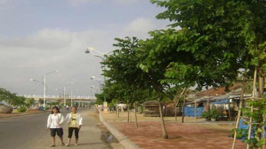 Phú Yên: Trồng cây nguy hại trên đường phố