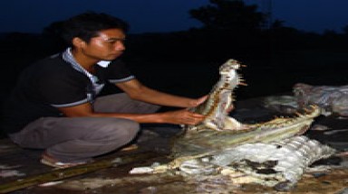  Cá sấu Xiêm: "Dấu chấm hết" đau đớn