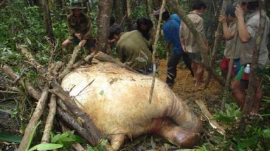  Quảng Nam: Voi 70 tuổi bị chết