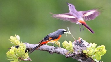  Những chuyện lạ về chim rừng Việt Nam