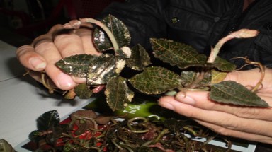  Kon Tum: Đổ xô hái cây Kim Cương bán sang Trung Quốc