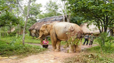  Voi Đắk Lắk kêu cứu khẩn thiết
