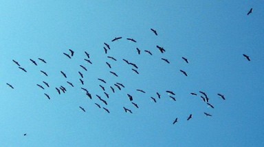 Chim lạ xuất hiện ở Quảng Bình?