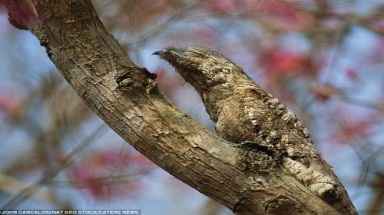 Những “sát thủ” tàng hình trong tự nhiên