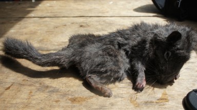 Tiếp tục bẫy được chuột đá đã tuyệt chủng ở Quảng Bình