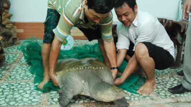  Ba ba nặng hơn nửa tạ