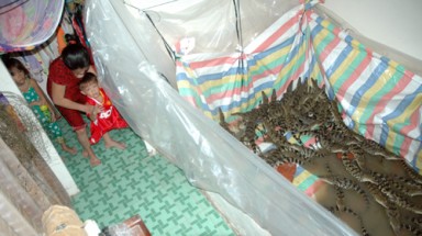  Cá sấu cũng phải... chạy lũ