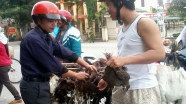Thanh Hóa: Tàn sát chim trời kiếm cả triệu mỗi ngày