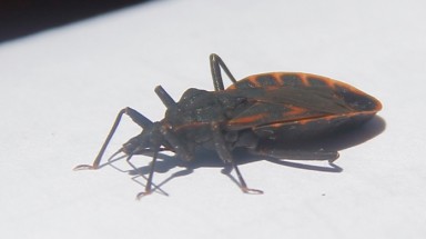  Lại bắt được bọ xít hút máu người ở Huế