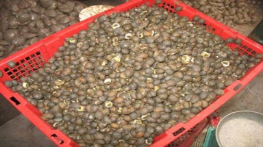 Độc đáo món ốc đĩa xào ở Quảng Ninh