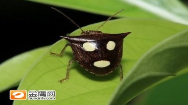  Độc đáo những con vật mang "mặt người" 