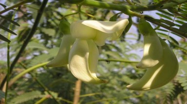 Món ngon từ bông so đũa