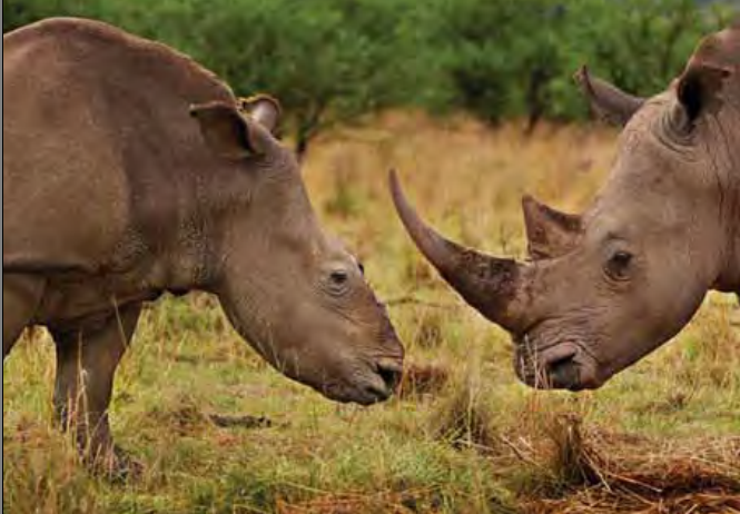  Chính sách của Việt Nam đối với việc buôn bán và sử dụng sừng tê giác