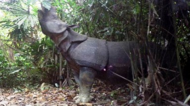  Hình ảnh hiếm hoi của con tê giác cuối cùng ở Việt Nam 