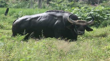   “Săn” đầu bò tót và hơn thế nữa