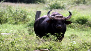  Bò tót trở chứng húc chết bò nhà