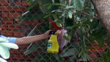 Hoa chuối bị “kích béo” bằng “thần dược”