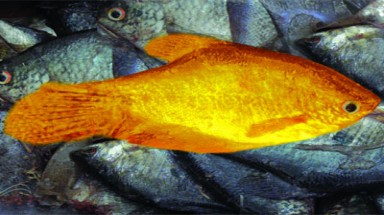  Cá vàng, lươn vàng ở U Minh