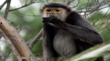  Xử tù Việt kiều săn voọc, bắn chết người