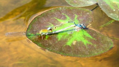 Cách sinh đẻ lạ thường của loài chuồn chuồn kim  