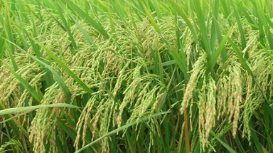 Đưa cây trồng biến đổi gene vào Việt Nam: Lợi ích hay ẩn họa khó lường?