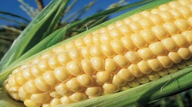 Cách tiếp cận nào cho cây trồng biến đổi gen tại Việt Nam ?