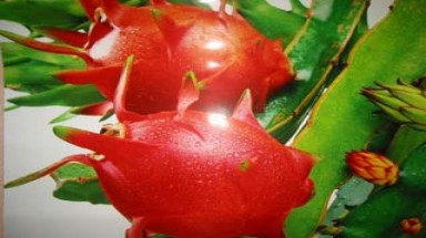 Những khám phá thú vị về cây Thanh long Bình Thuận