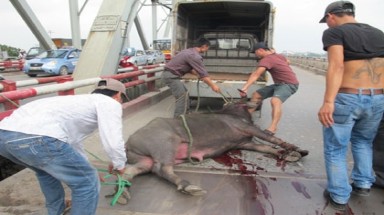 Bị đem xẻ thịt, trâu điên “đại náo” cầu Chương Dương