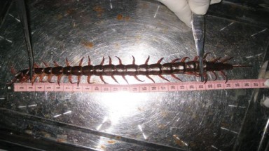 Rết khổng lồ rơi trước mặt người dân