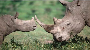  Đường đi của sừng tê giác