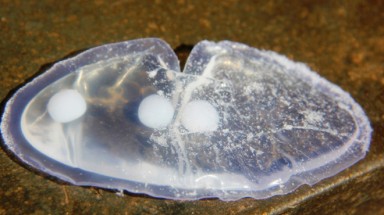   Phát hiện áo ngực Trung Quốc chứa “thuốc lạ”