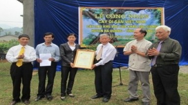 Cây sấu Cao Bằng được công nhận cây Di sản VN