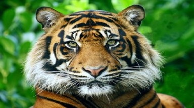  Indonesia: Hổ quý hiếm chết trong khi vận chuyển