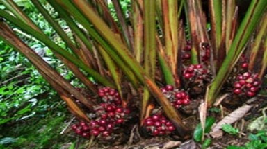 Mô hình sấy thảo quả tiết kiệm nhiên liệu, thời gian