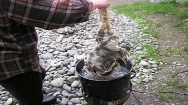  Phát hiện cơ sở dùng nhựa thông làm sạch lông gà