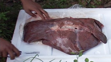 Bắt xe khách chở 300kg nội tạng động vật hôi thối