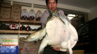  Lâm Đồng: Giải cứu “cụ” ba ba hoang dã tại quán nhậu