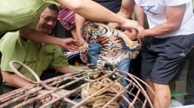  Ai bảo kê cho cả làng nuôi hổ trái phép?