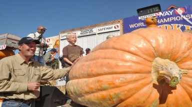 Quả bí ngô 805 kg