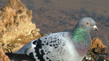  Chim bồ câu chết, chủ nhân đòi... 300 triệu đồng