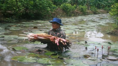 Ăn nên làm ra nhờ mùa nước nổi