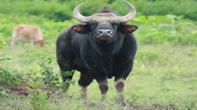  Bò tót ở Vườn quốc gia Cát Tiên bị sát hại và xẻ thịt