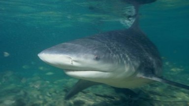  Loài cá mập có hàm khỏe nhất